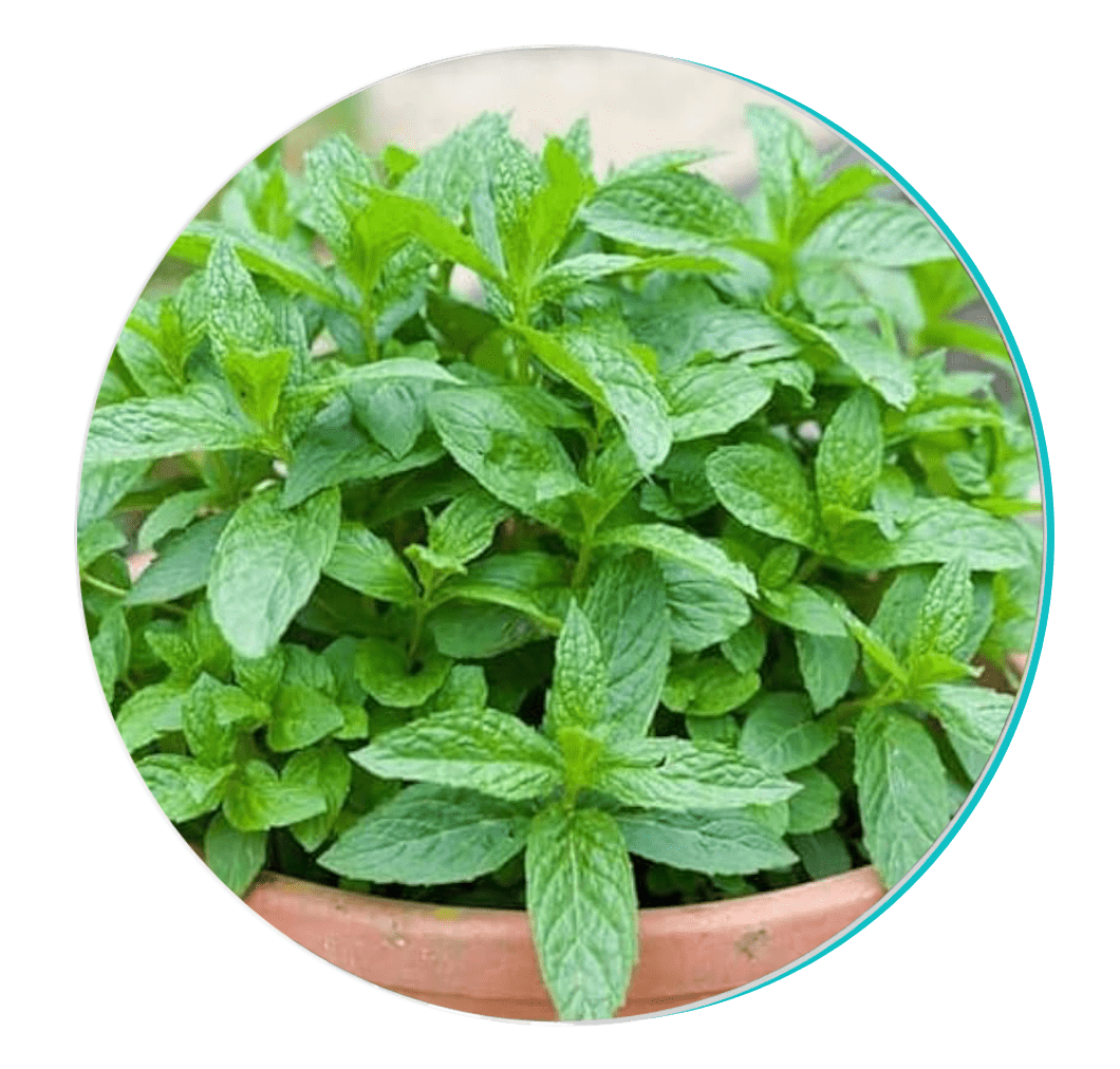 Peppermint